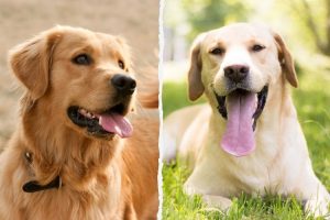 Difference Between Labrador Retriever and Golden Retriever